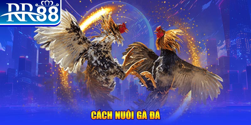 sao win Ws168 Đá Gà