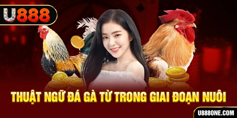 sao win xổ số miền bắc 90 ngày