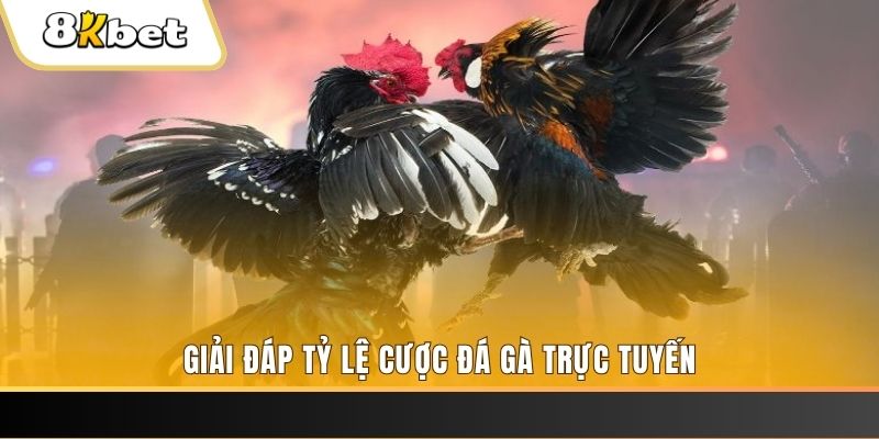 sao win ga choi cau thanh