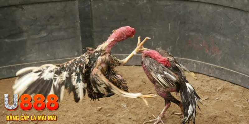 sao win đăng nhập liêng hôm nay